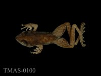 Swinhoe's brown frog Collection Image, Figure 8, Total 11 Figures